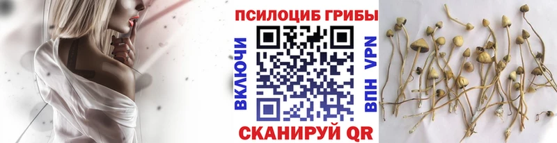 Купить закладки  Навашино  Псилоцибиновые грибы Psilocybine cubensis 
